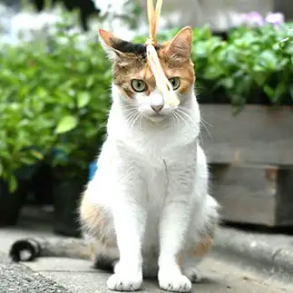 見つめすぎるネコ　　onchyanさん