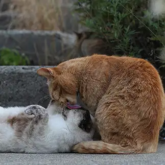 舐めすぎるネコ　　ナオキさん