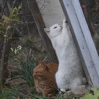 気にしすぎるネコ　　ナオキさん