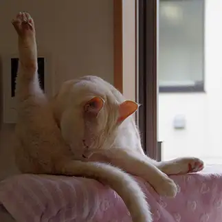 直角すぎるネコ　　neko3sukiさん