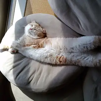 伸びすぎるネコ　　あきこやまさん