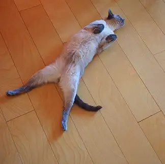 へそ天が爽やかすぎるネコ　　kogomamaさん