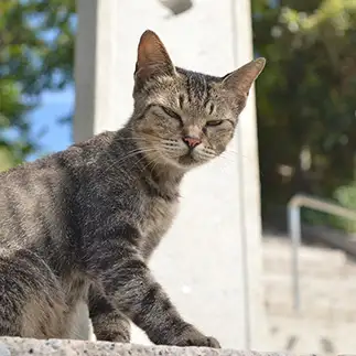 じと目すぎるネコ　　姜勇吉さん