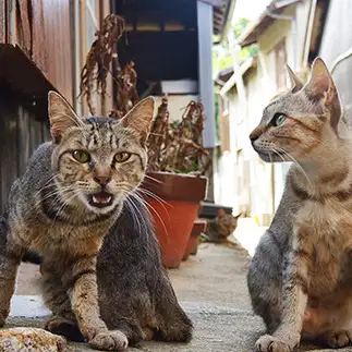 ヤンキーすぎるネコ　　姜勇吉さん