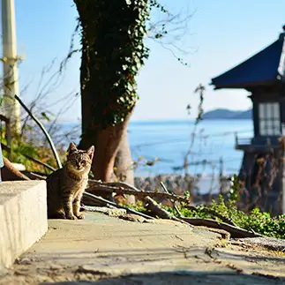 海が似合いすぎるネコ　　姜勇吉さん