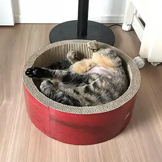 体勢がおかしすぎるネコ　　たぬきさん