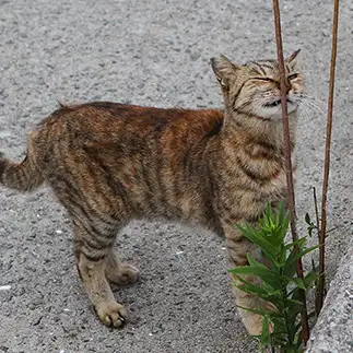 ひっつけすぎるネコ　　ナオキさん