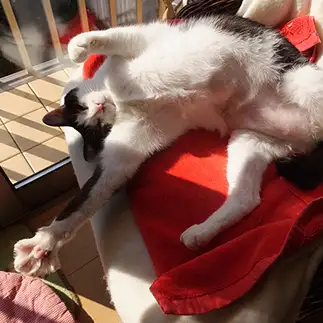 にやっホイすぎるネコ　　neko3sukiさん