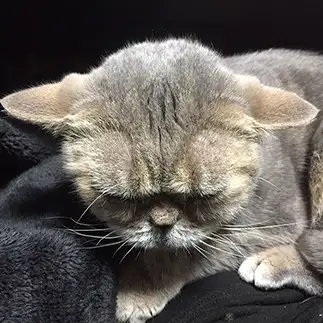 ヨーダすぎるネコ　　おっとりねこさん
