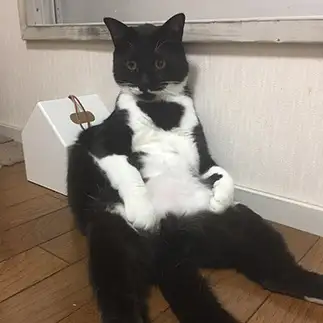 オッサンすぎるネコ　　黒ネコさん