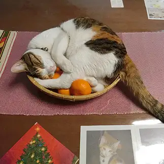 しっぽがおさまらなすぎるネコ　　みなおさん