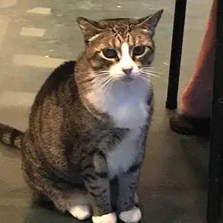 お行儀良すぎるネコ　　宮島さゆりさん