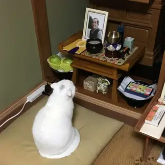 信仰心が強すぎるネコ　　武内由美子さん