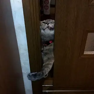 必死すぎるネコ　　あみこさん