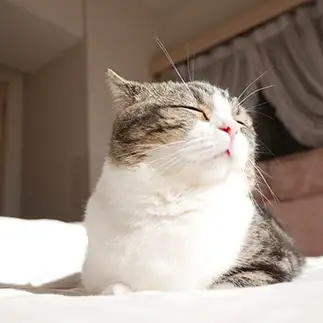 まぶしすぎるネコ　　おけいはんさん