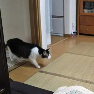 警戒しすぎるネコ　　牧野夏奈さん