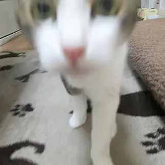 近付きすぎるネコ　　winchanママさん