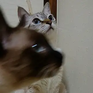 写りたすぎるネコ　　猫丸一家さん