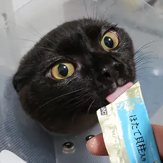 ぼた餅すぎるネコ　　maki.evaさん
