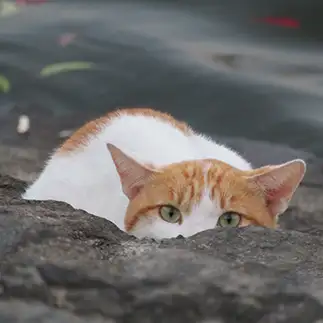 警戒しすぎるネコ　　のんさん