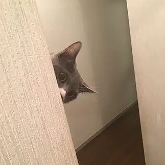 のぞきすぎるネコ　　采さん