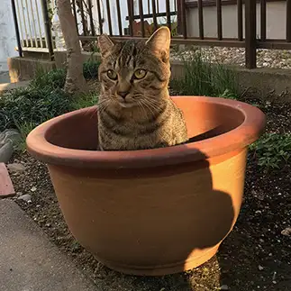 期待通りすぎるネコ　　デライアさん