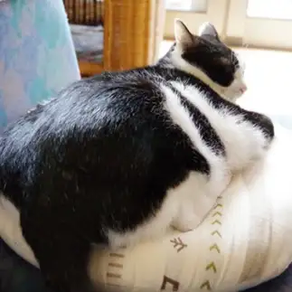 巨尻すぎるネコ　　neko3sukiさん