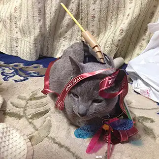 どうでもよすぎるネコ　　肉球たろうさん