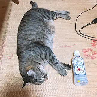 おおきすぎるネコ　　まつばとちくわさん