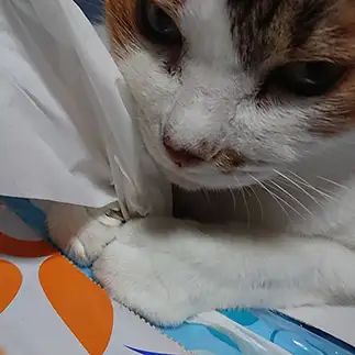 ティッシュが好きすぎるネコ　　いつねこさん