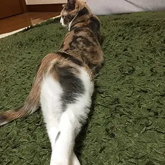 いろっぽすぎるネコ　　むぎむぎさんさん