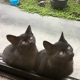 まどぎわすぎるネコ　　デライアさん