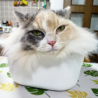 生首すぎるネコ　　高橋真紀さん