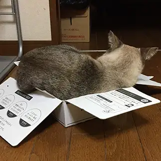 ＬＬサイズなのにＳサイズが好きすぎるネコ　　たままつこのははエメラルドさん