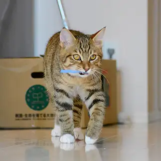 やさぐれすぎるネコ　　よしおさん