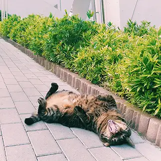 Relaxすぎるネコ　　謝宗儒さん