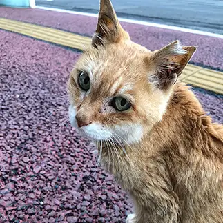 目線が女子力高すぎるネコ　　マサオさん