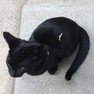 草の実つけすぎるネコ　　gatto7さん