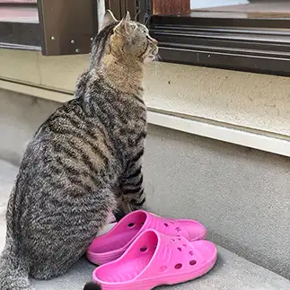 お行儀よく待ちすぎるネコ　　gatto7さん