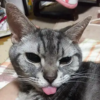 べーすぎるネコ　　NCRさん