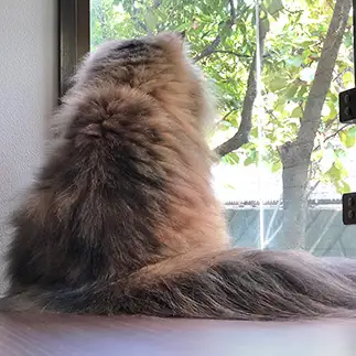 背中に哀愁漂いすぎるネコ　　だうふぁママさん