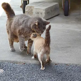 甘えすぎるネコ　　よしおさん