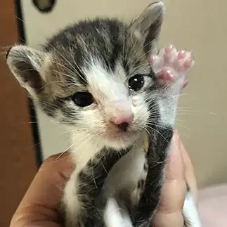 素直すぎるネコ　　いちりんのはなさん
