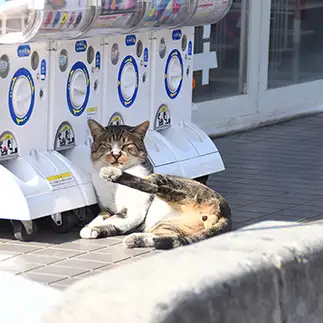 店先でくつろぎすぎるネコ　　iku4.0819さん