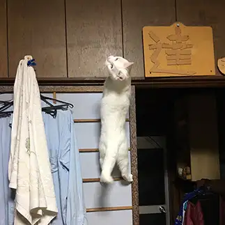 登りすぎるネコ　　くろのんさん