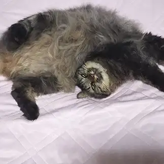 恐怖すぎるネコ　　野良猫かのんさん