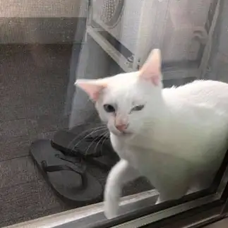 好奇心が旺盛すぎるネコ　　うっきーさん