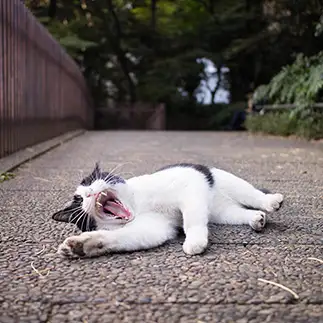 懇願しすぎるネコ　　サトウヒロキさん