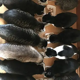 単純に多すぎるネコ　　猫下さんさん