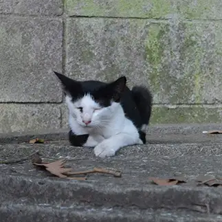 鉄腕アトムすぎるネコ　　よしおさん
